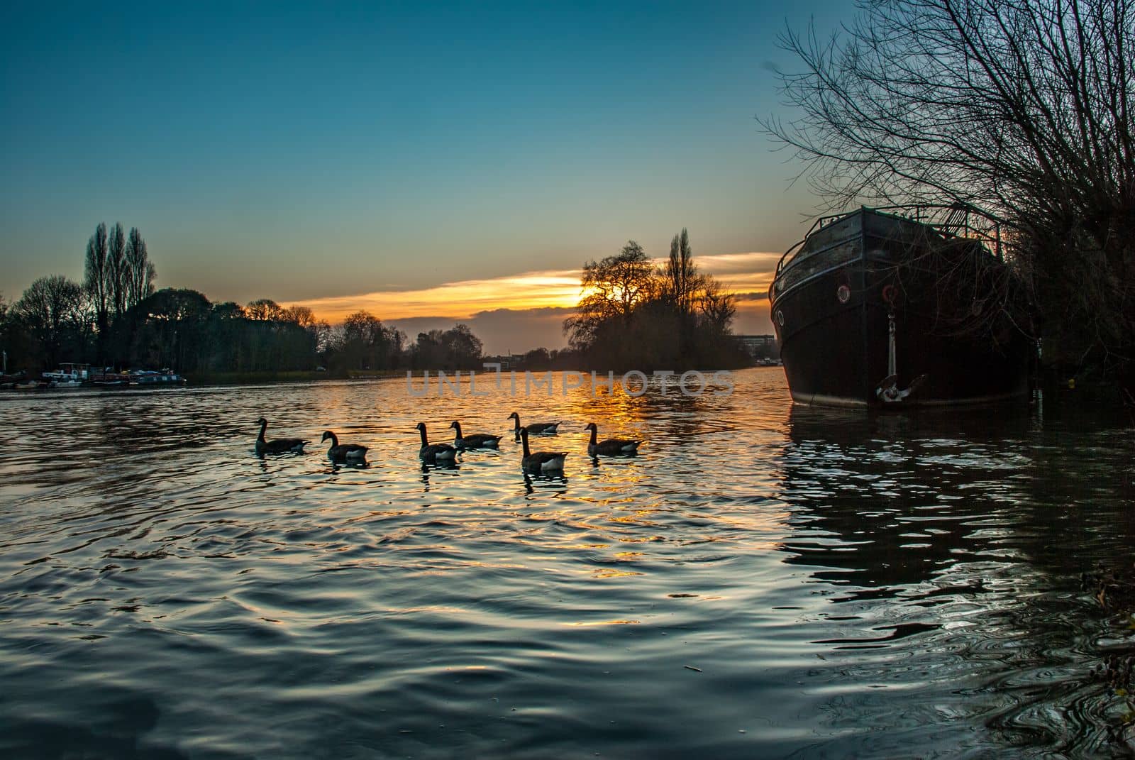 London, UK - Feb 22, 2019 : The swarm of ducks swims the kew bridge river at sunset.