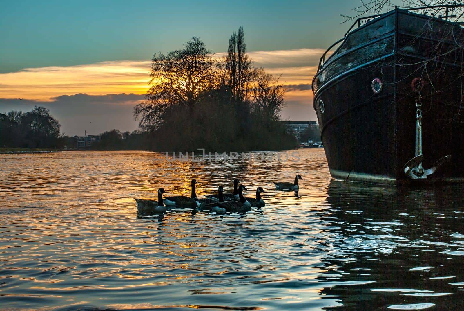 London, UK - Feb 22, 2019 : The swarm of ducks swims the kew bridge river at sunset.