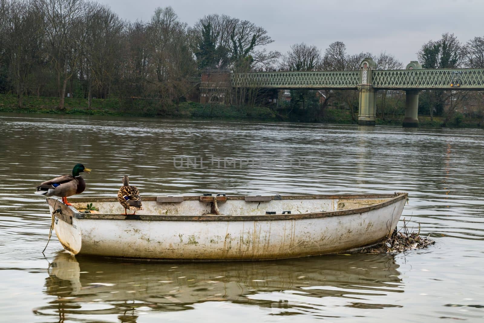 Two geese stand on a rowing boat parked in the waters of the Thames Near the Kew Railway, Bridge