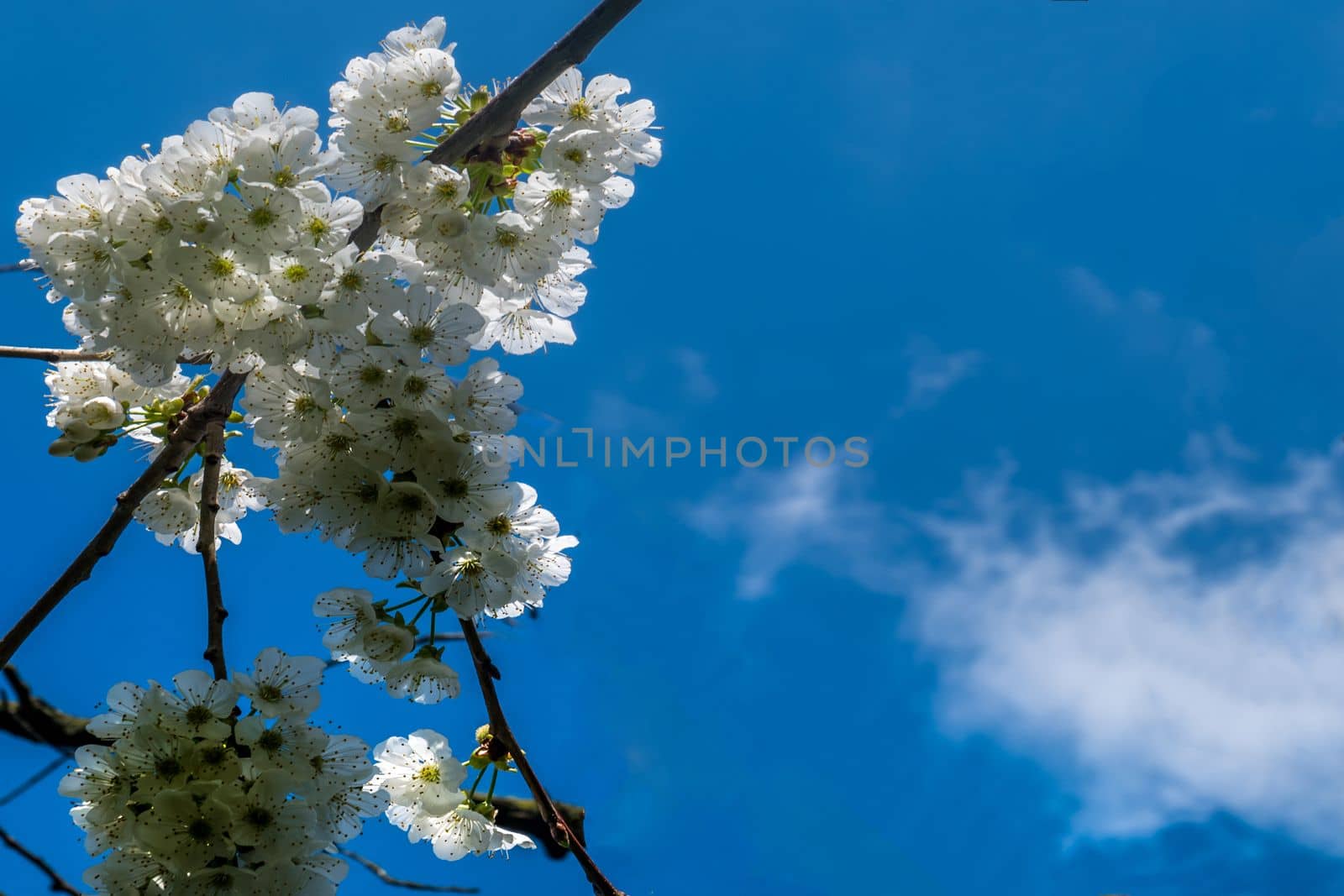 Spring flower backgrounds. small white cherry or plum blossom blurred Suitable for making background images