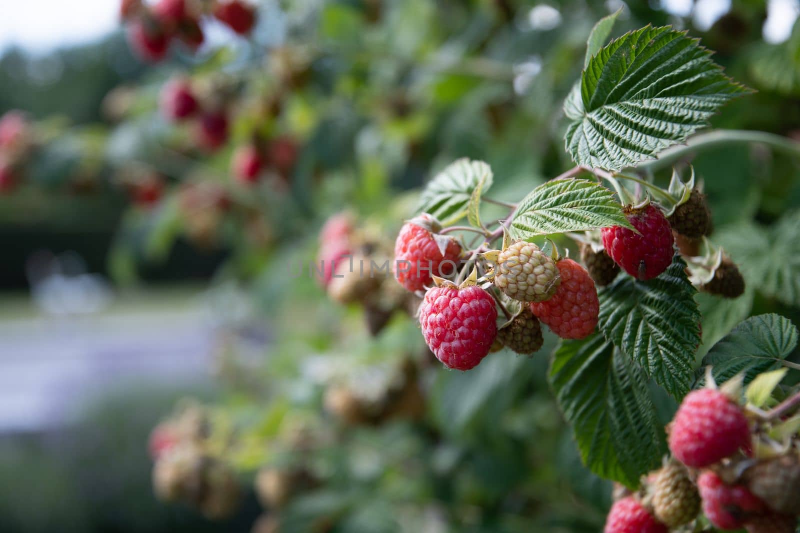 abundance of red ripe raspberries on the bushes in the garden, fresh organic berries with green leaves on the branches, Summer garden in the village, harvesting berries on the farm, High quality photo