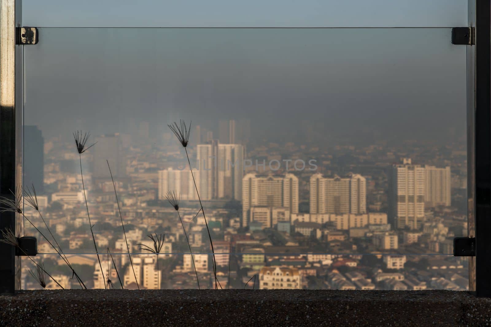 Pampas grass plumes grows on the floor outside of glass balcony with view city. Space for text, No focus, specifically.