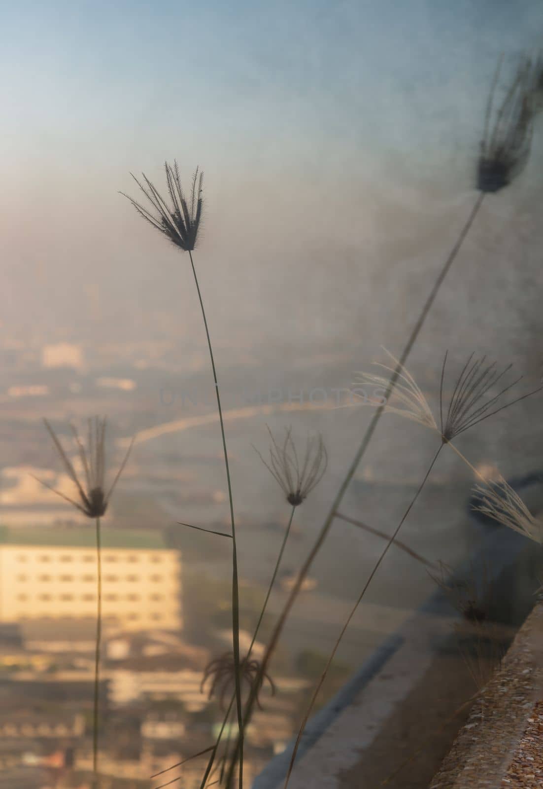 Pampas grass plumes grows on the floor outside of glass balcony with view city. Space for text, No focus, specifically.
