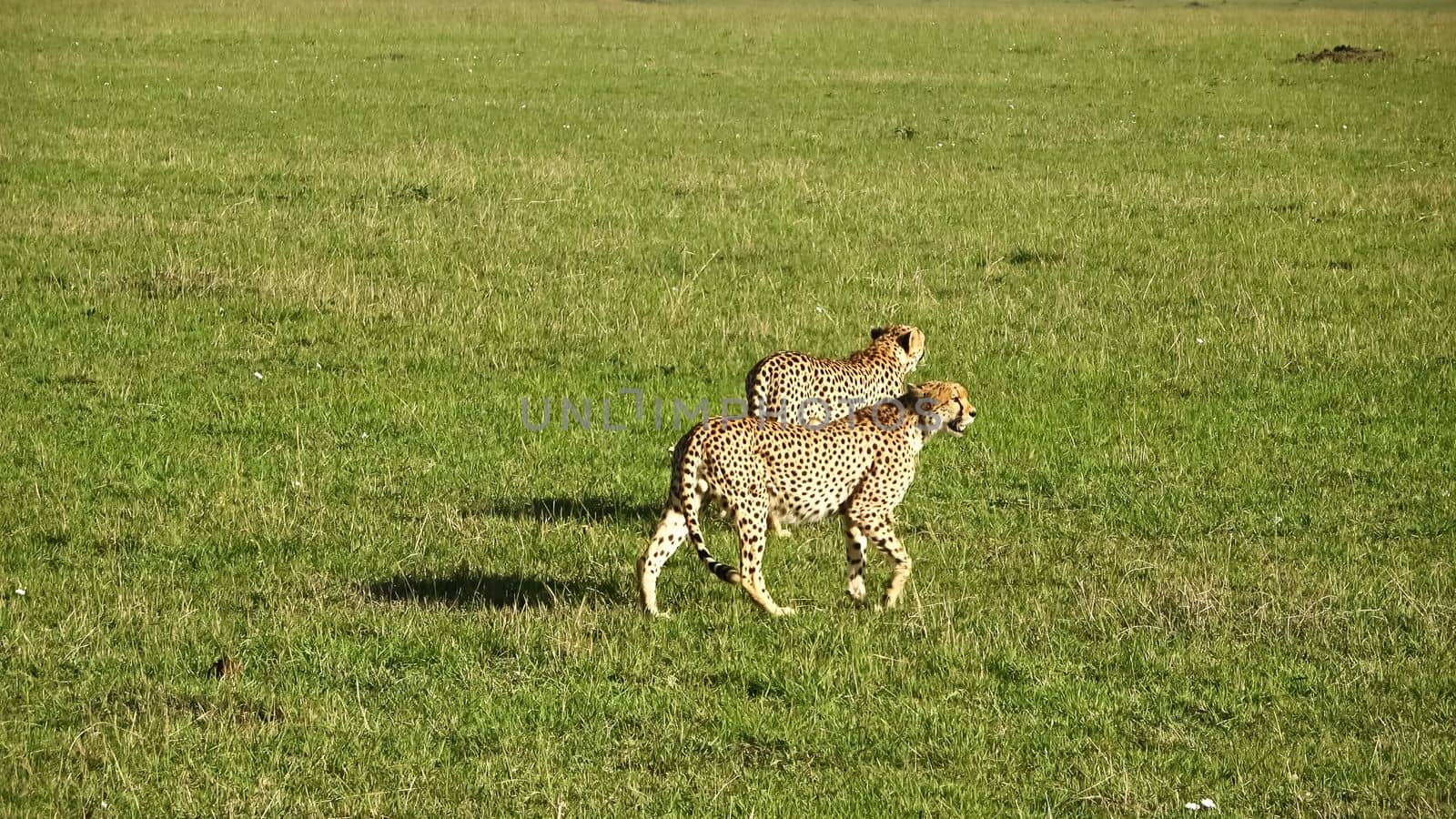 Cheetahs in the wild of Africa in search of prey. by MP_foto71