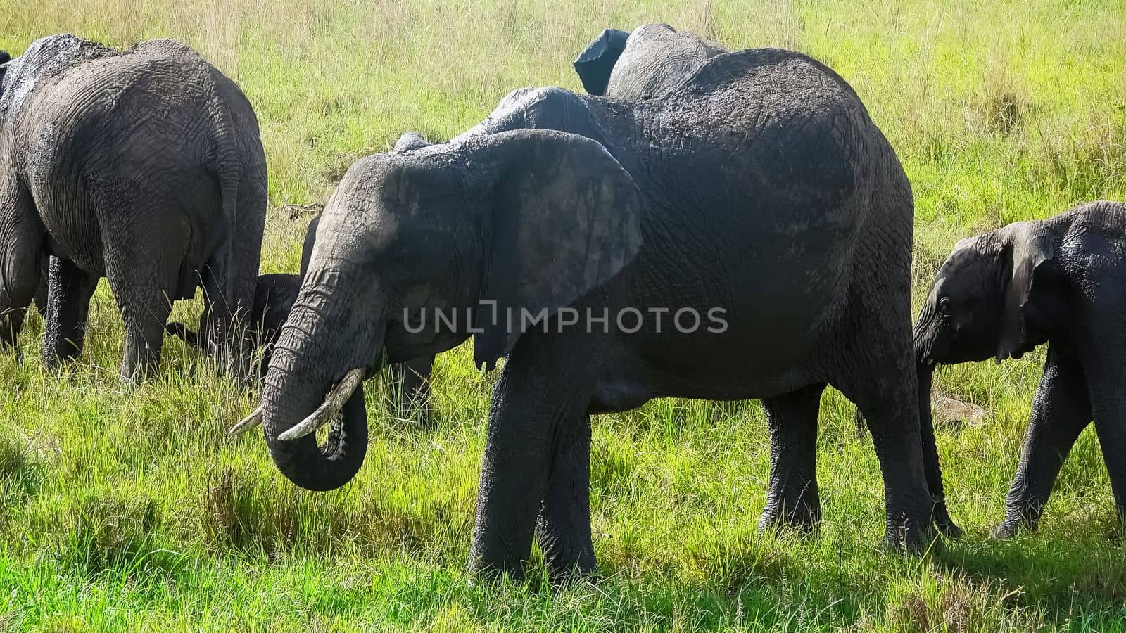 Wild elephants in the bushveld of Africa on a sunny day. by MP_foto71