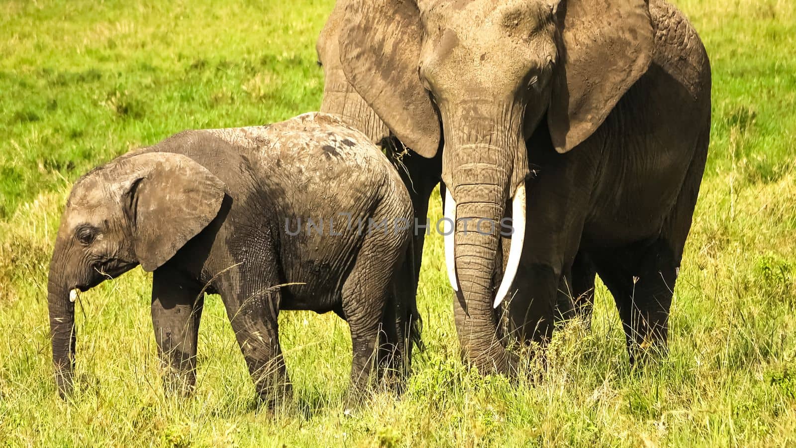 Wild elephants in the bushveld of Africa on a sunny day