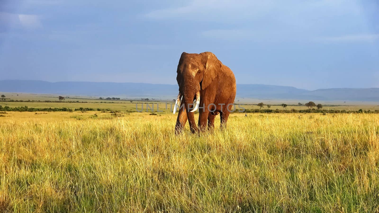 Wild elephants in the bushveld of Africa on a sunny day. by MP_foto71