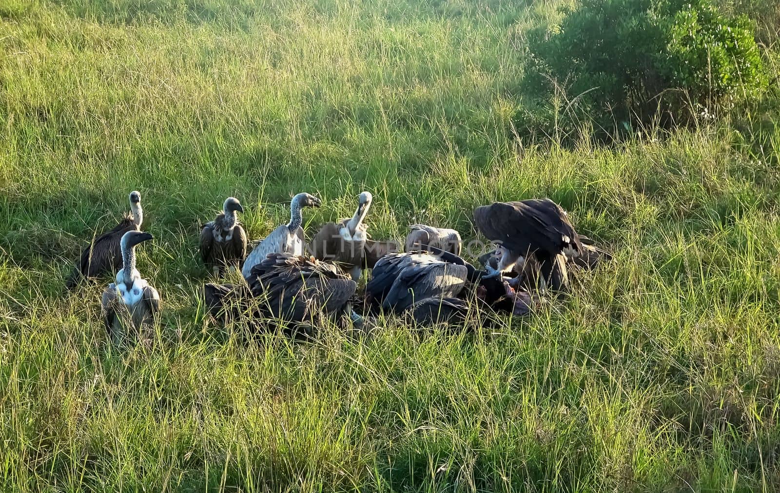 Numerous vultures fight over a carcass in the wilds of Africa