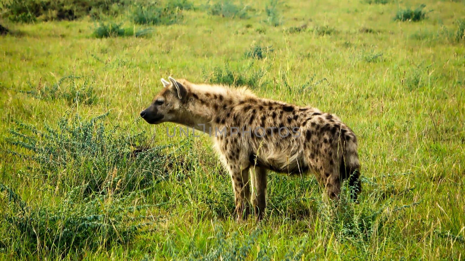 Wild hyenas in the savannah of Africa