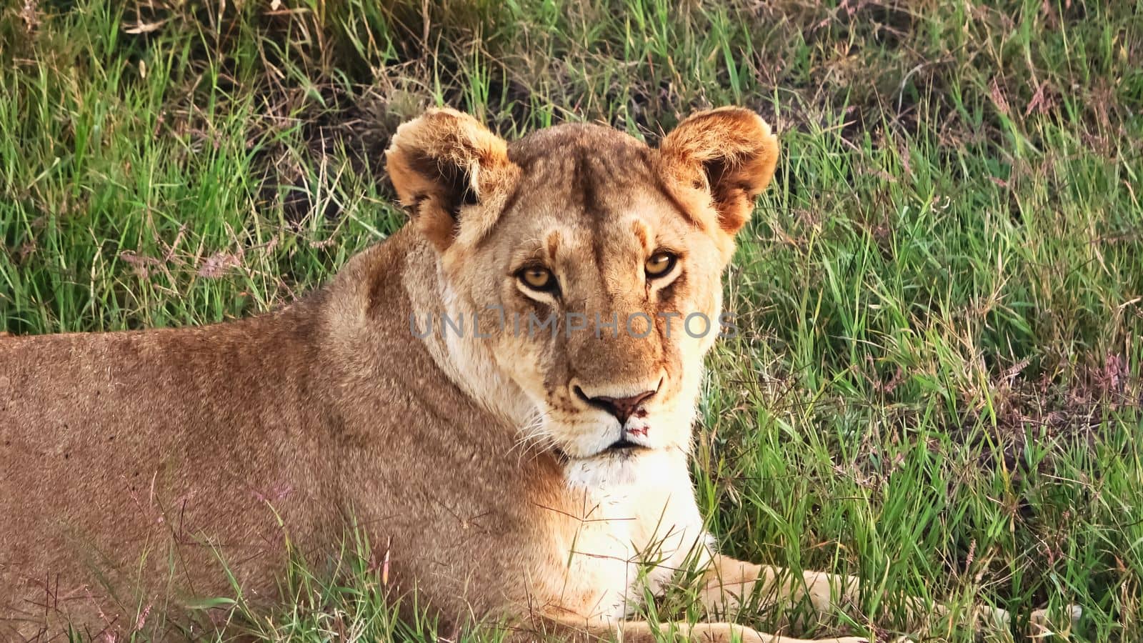 Impressive wild lions in the wilds of Africa in Masai Mara