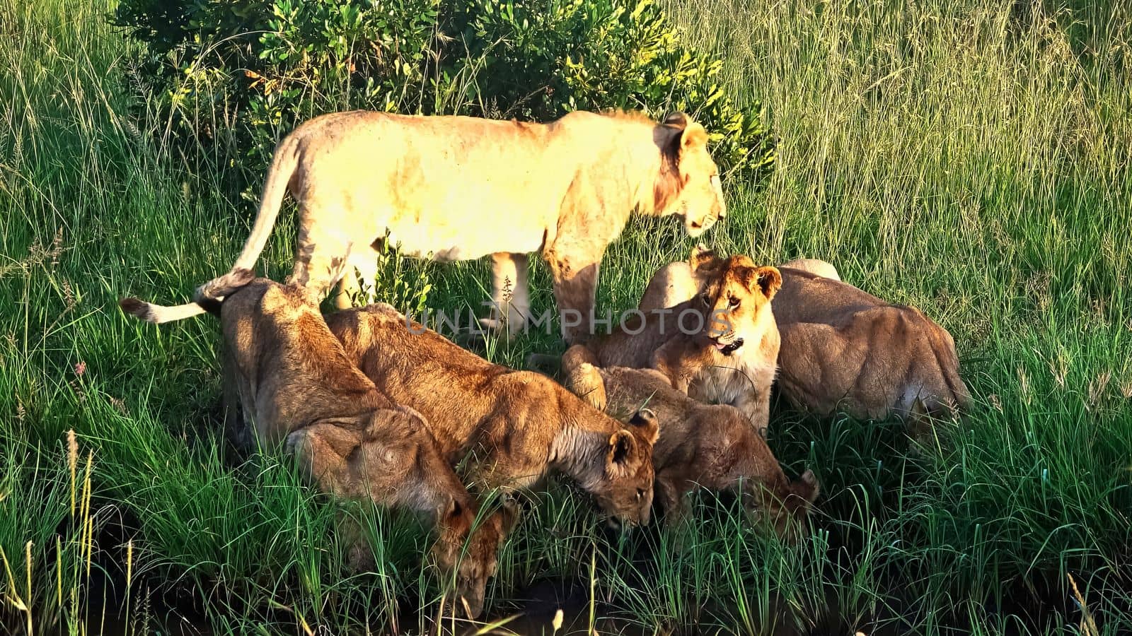 Impressive wild lions in the wilds of Africa in Masai Mara. by MP_foto71
