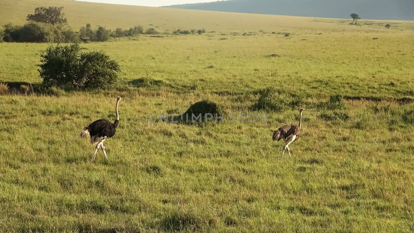 Wild bird ostrich in the savannah of Africa