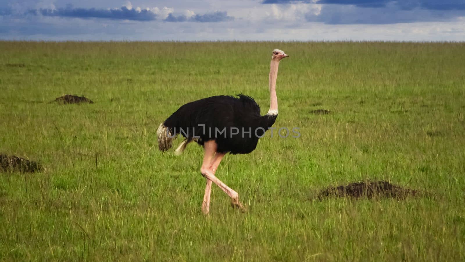 Wild bird ostrich in the savannah of Africa. by MP_foto71