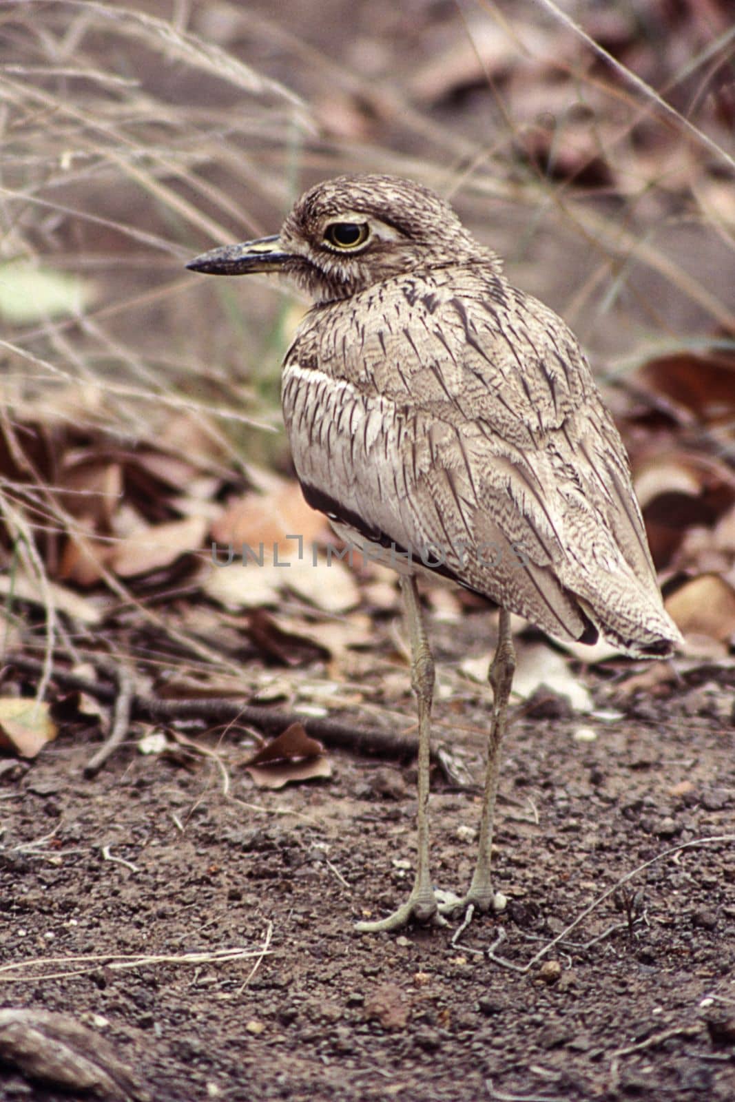 Water Dikkop (Burhinus vermiculatus), Kruger National Park, Mpumalanga, South Africa