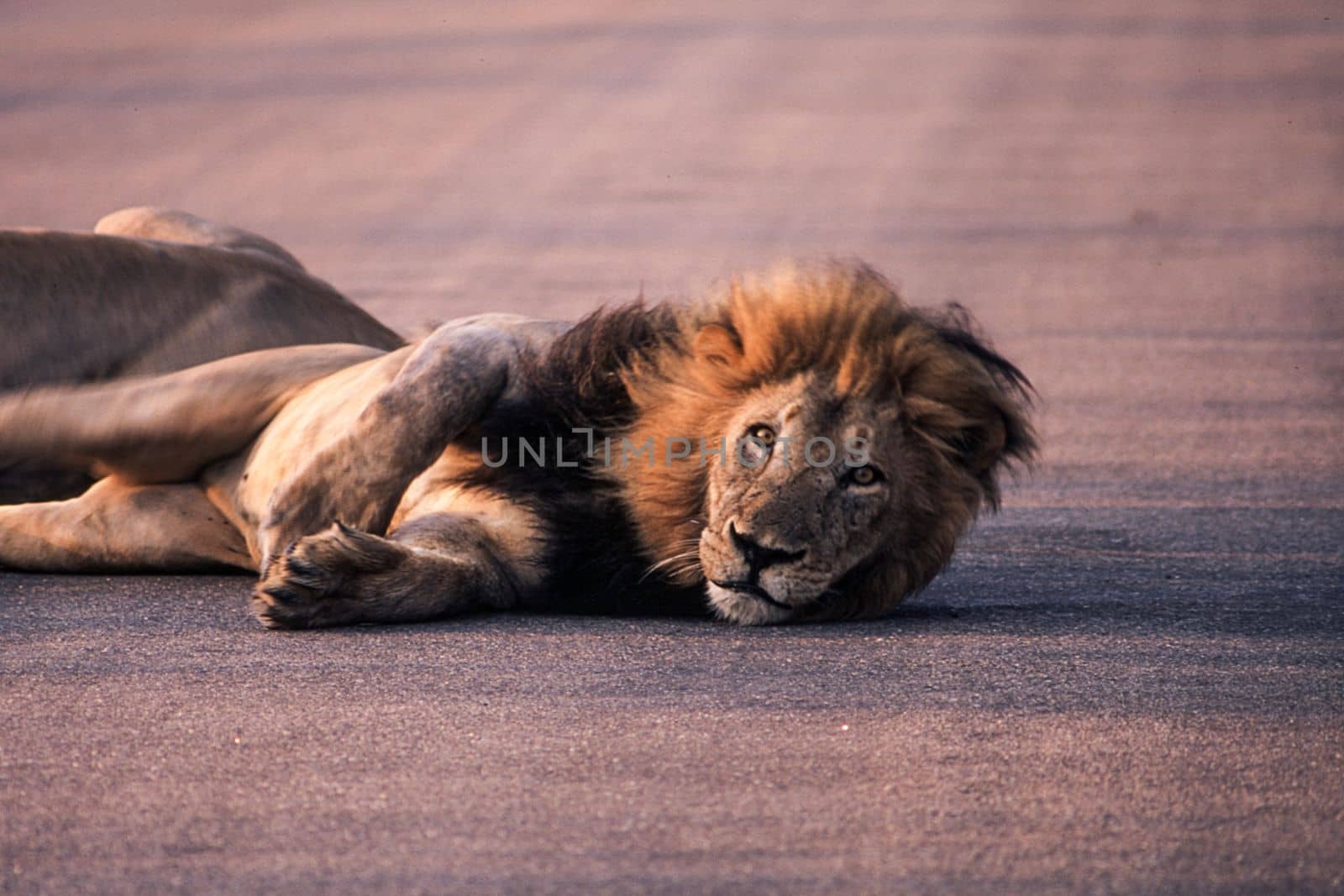 Lion (Panthera leo), Kruger National Park, Mpumalanga, South Africa