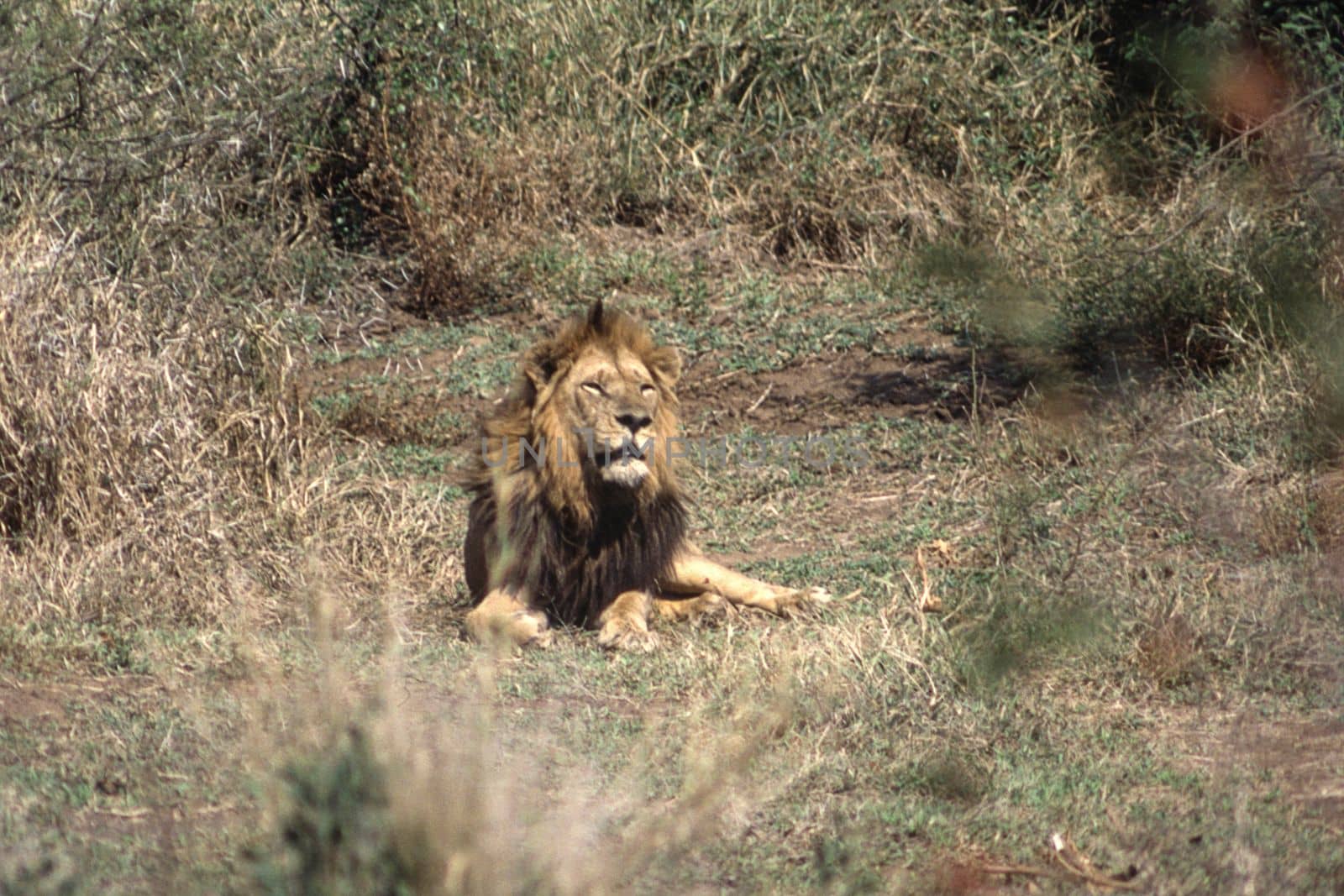 Lion (Panthera leo), Kruger National Park, Mpumalanga, South Africa