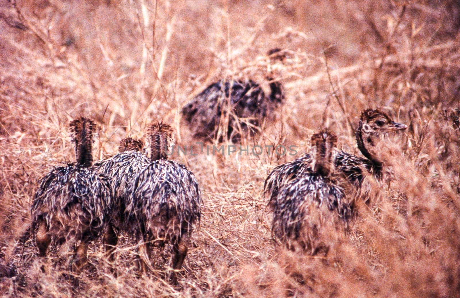Ostrich (Struthio camelus), Kruger National Park, Mpumalanga, South Africa