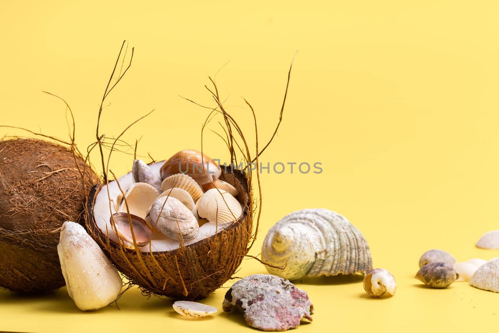 coconuts and shells on a yellow background .Marine theme.