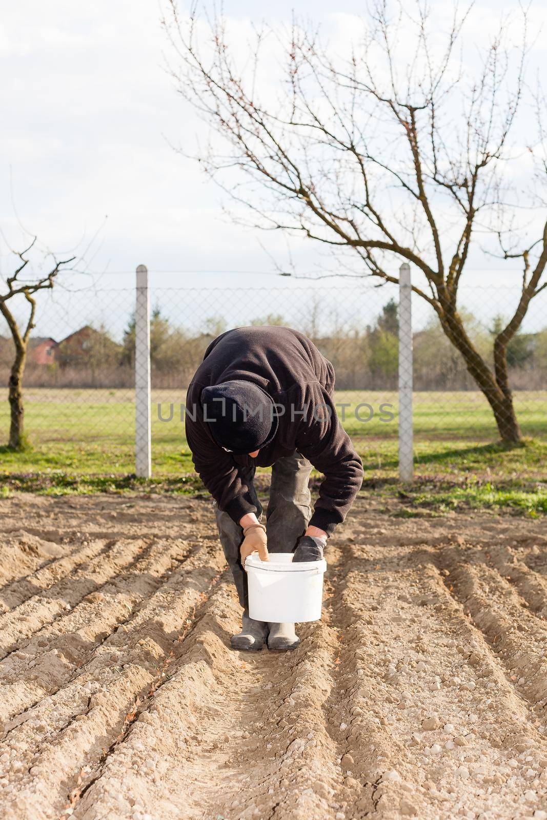 A woman plants a garden by zebra