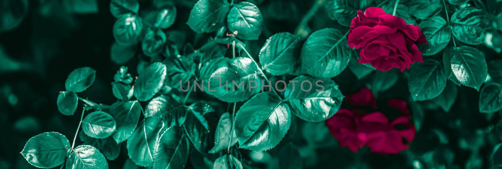 Blooming roses in beautiful flower garden as floral background.