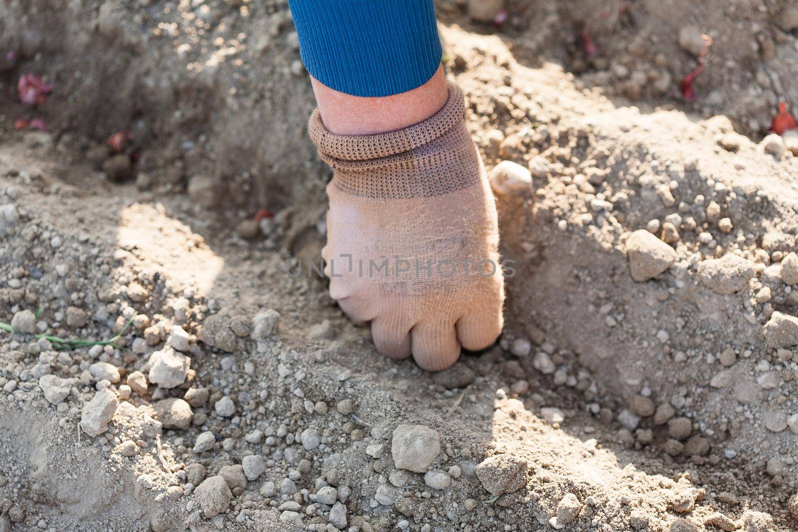 Woman's hand in gloves. Planting a garden by zebra