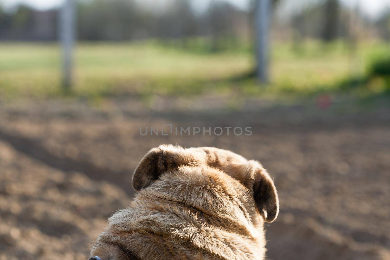 Brown dog of the breed mobs looking in a distance. The dog is in the garden. There is empty space.