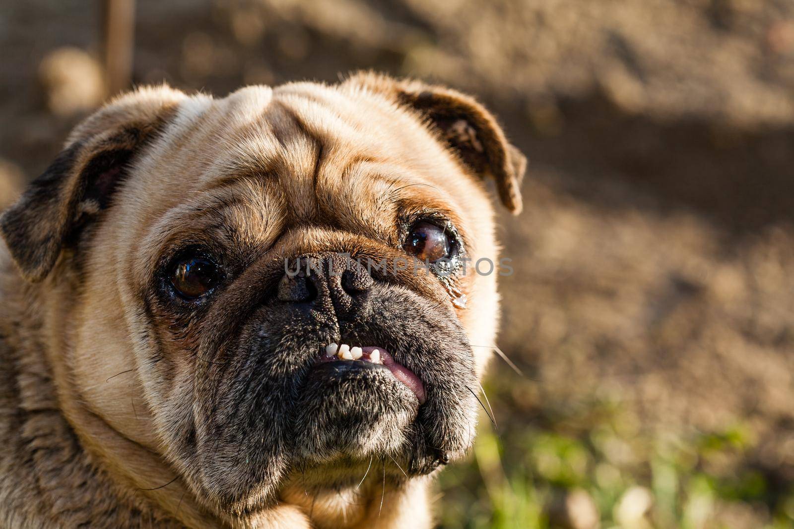 Brown dog of the breed mobs looking in to a camera. The sun shines on one side of the face.There is empty space