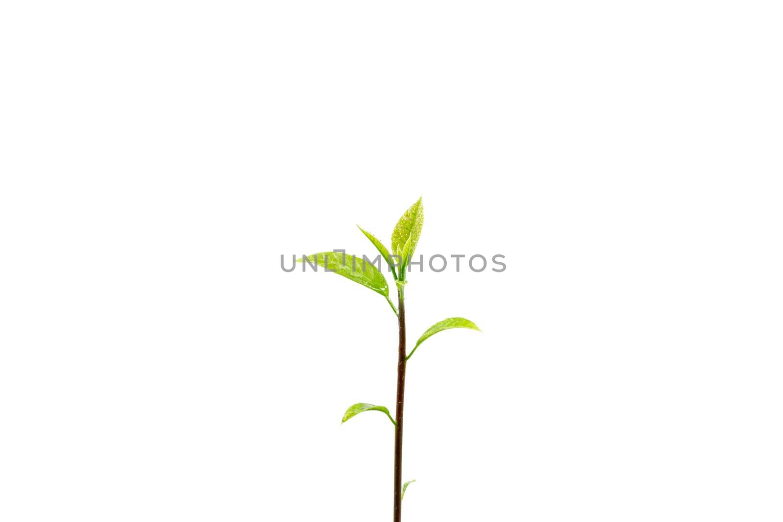 Closeup of the sapling of the tree isolated on white background.