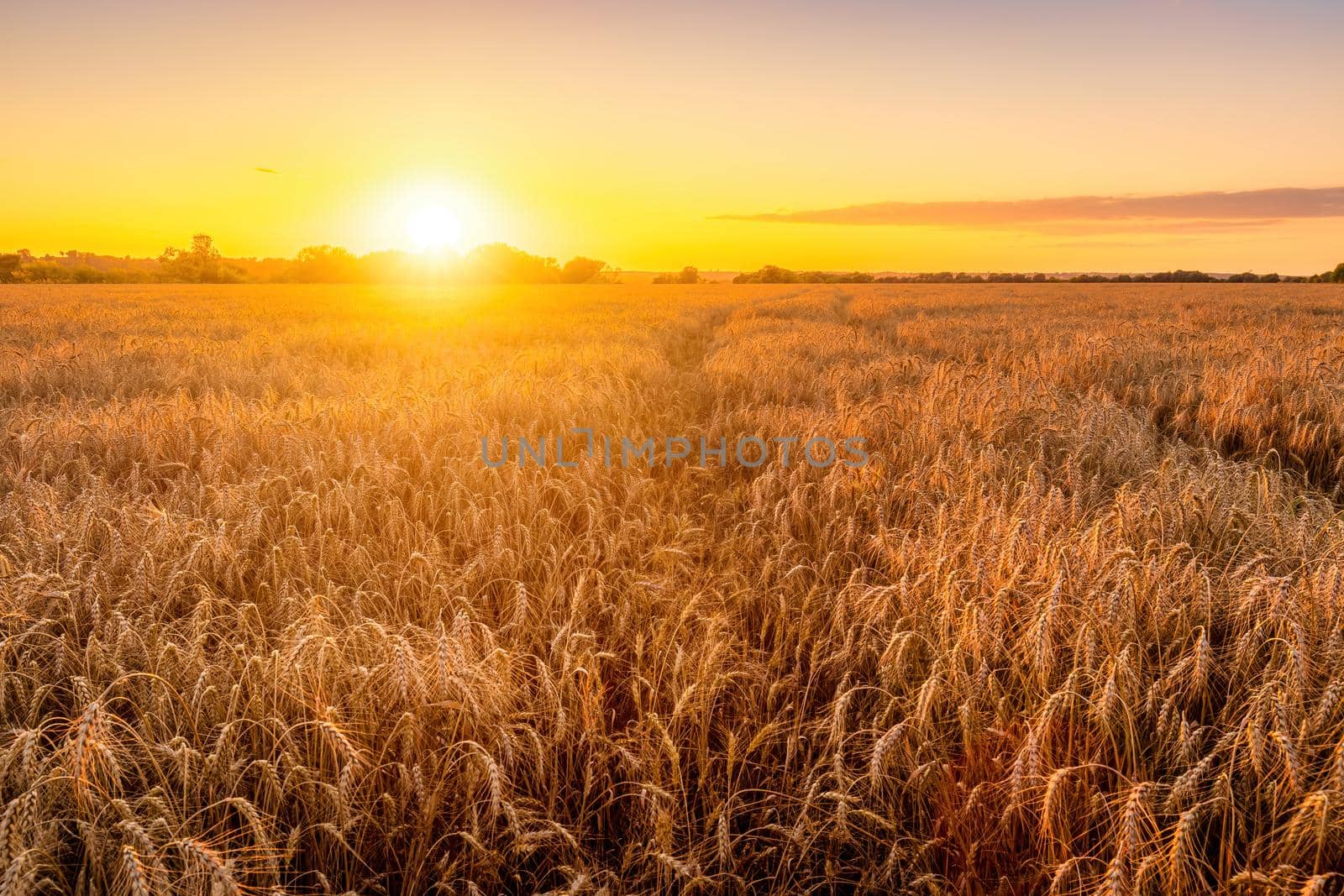 Sunset or sunrise in an agricultural field with ears of young golden rye on a sunny day. Rural landscape.