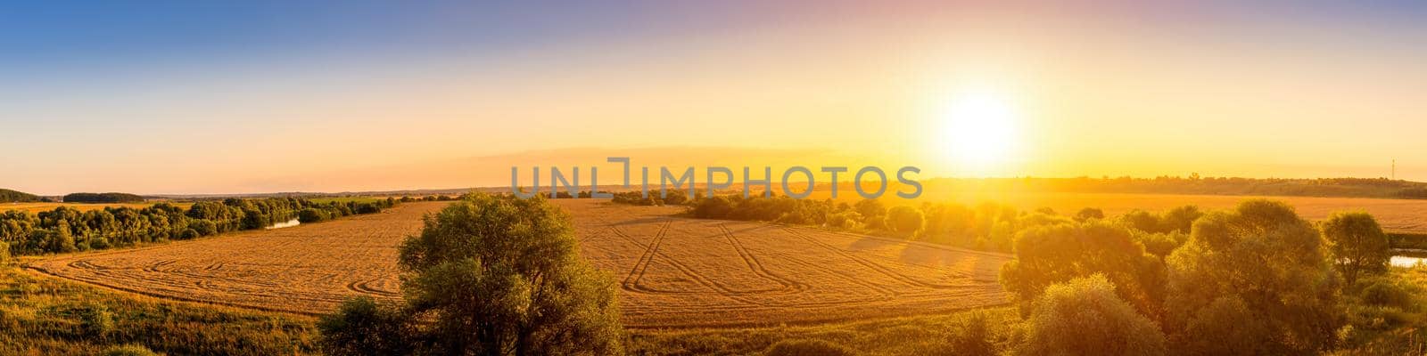 Top view of a sunset or sunrise in an agricultural field with ears of young golden rye. Rural panorama. by Eugene_Yemelyanov