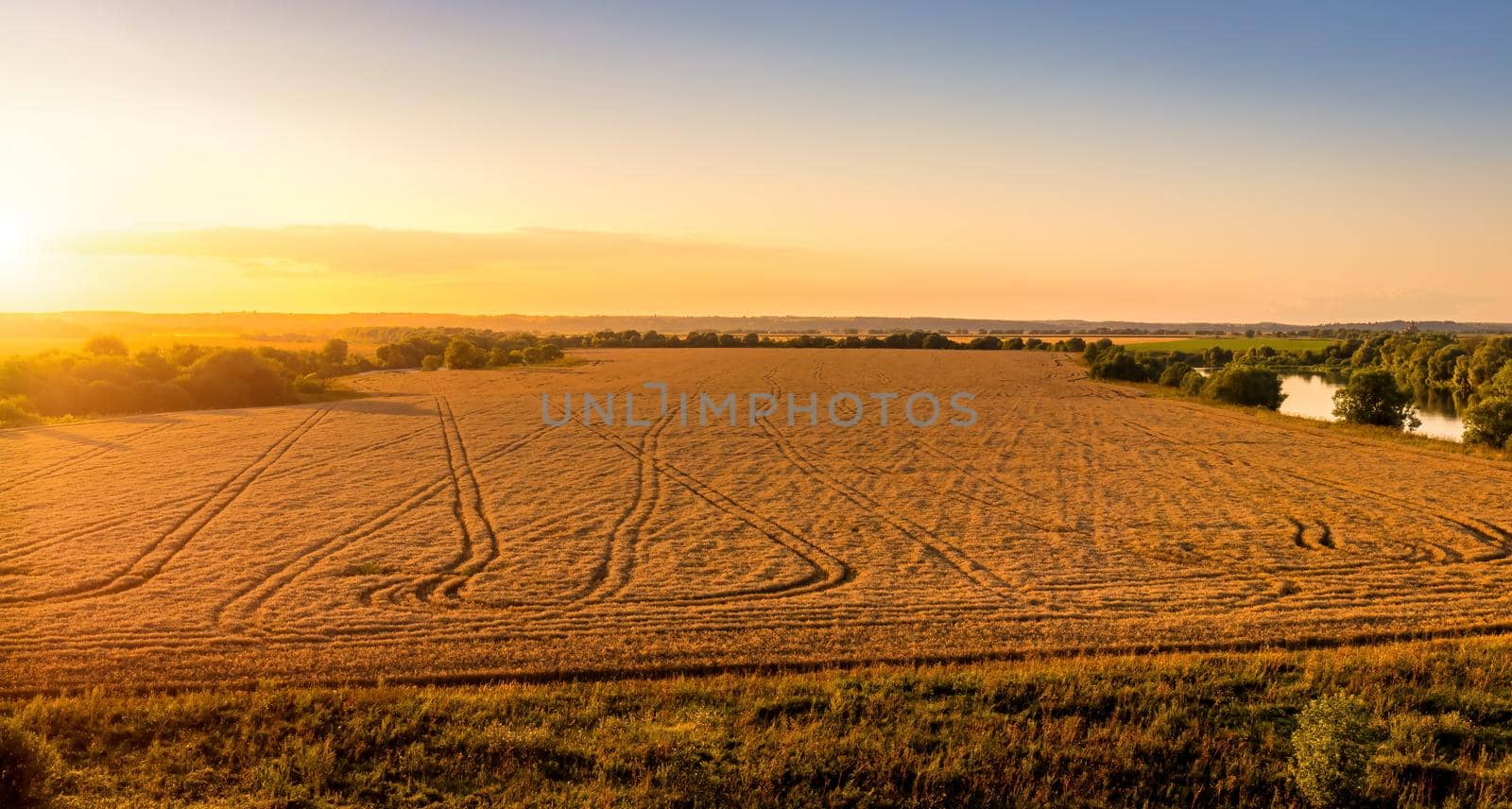 Top view of a sunset or sunrise in an agricultural field with ears of young golden rye on a sunny day. Rural landscape.