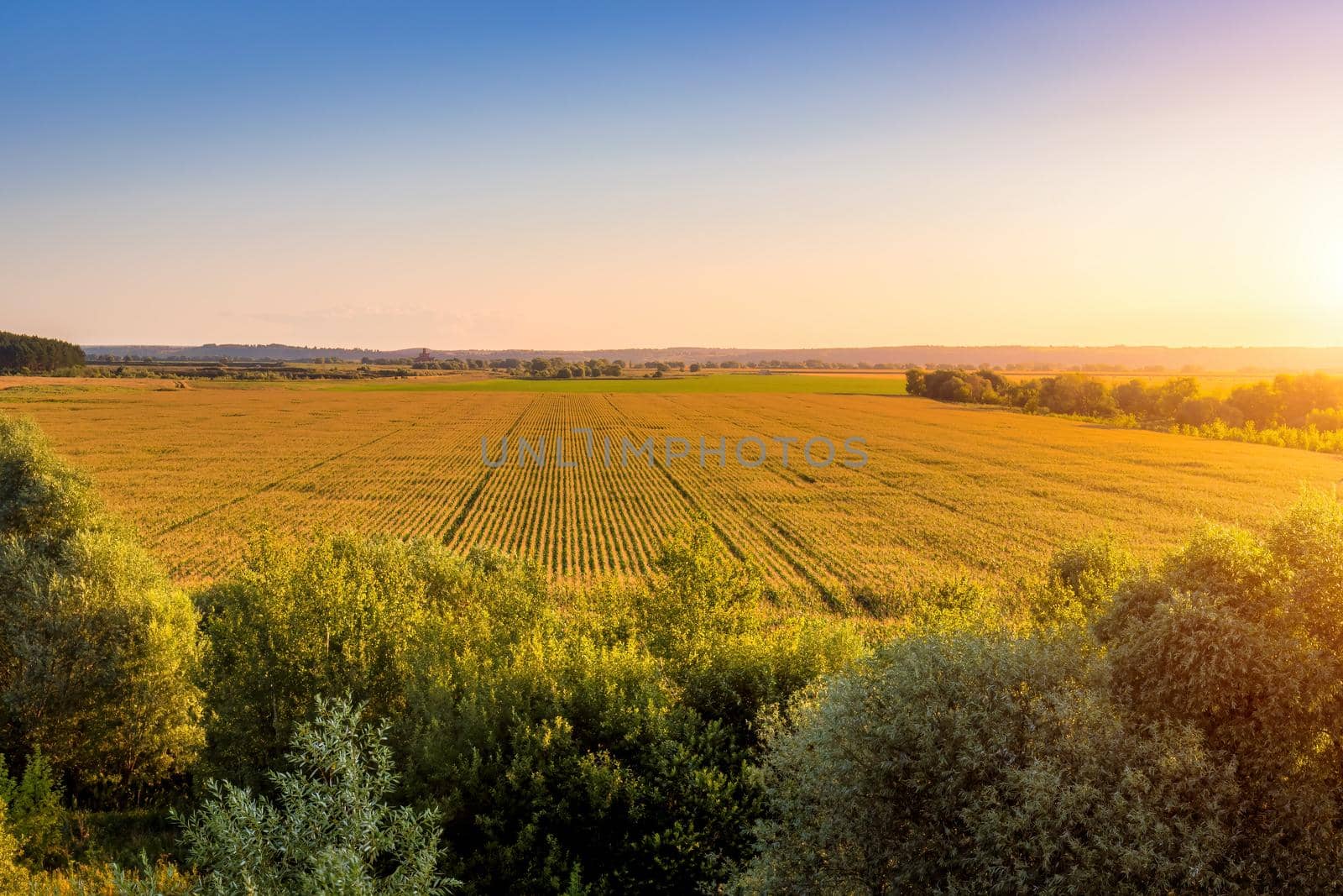 Top view of the corn field at sunset or sunrise with willow trees on a foreground. Rural landscape.