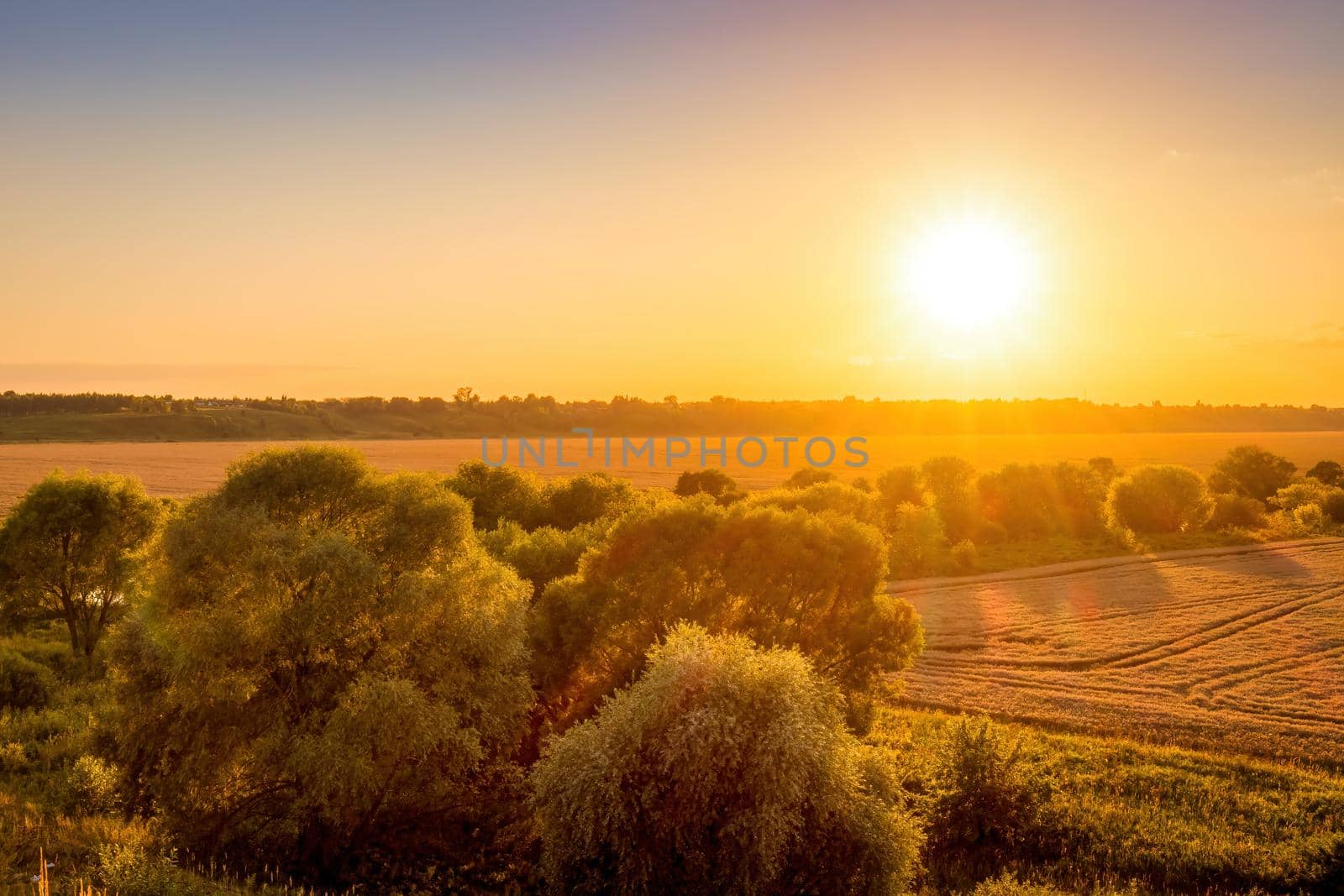 Top view of a sunset or sunrise in an agricultural field with ears of young golden rye on a sunny day. Rural landscape.