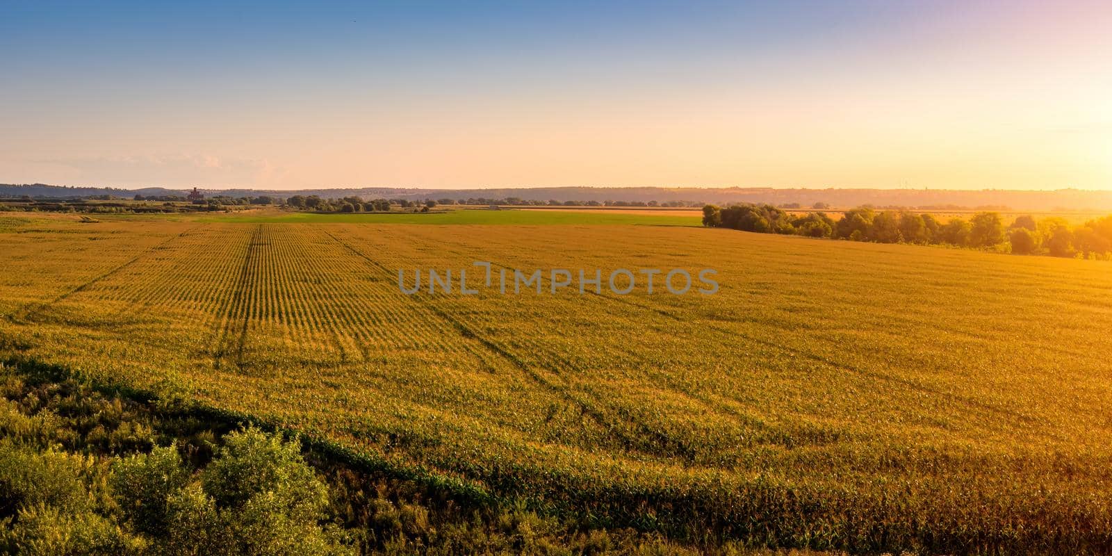 Top view of the corn field at sunset or sunrise with willow trees on a foreground. Rural landscape.