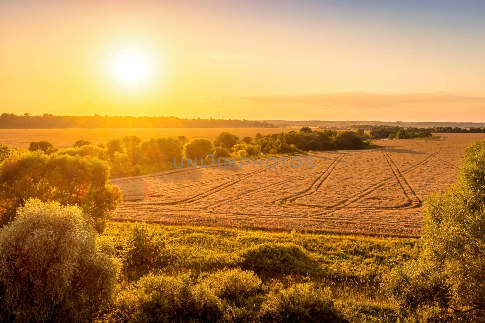 Top view of a sunset or sunrise in an agricultural field with ears of young golden rye on a sunny day. Rural landscape.