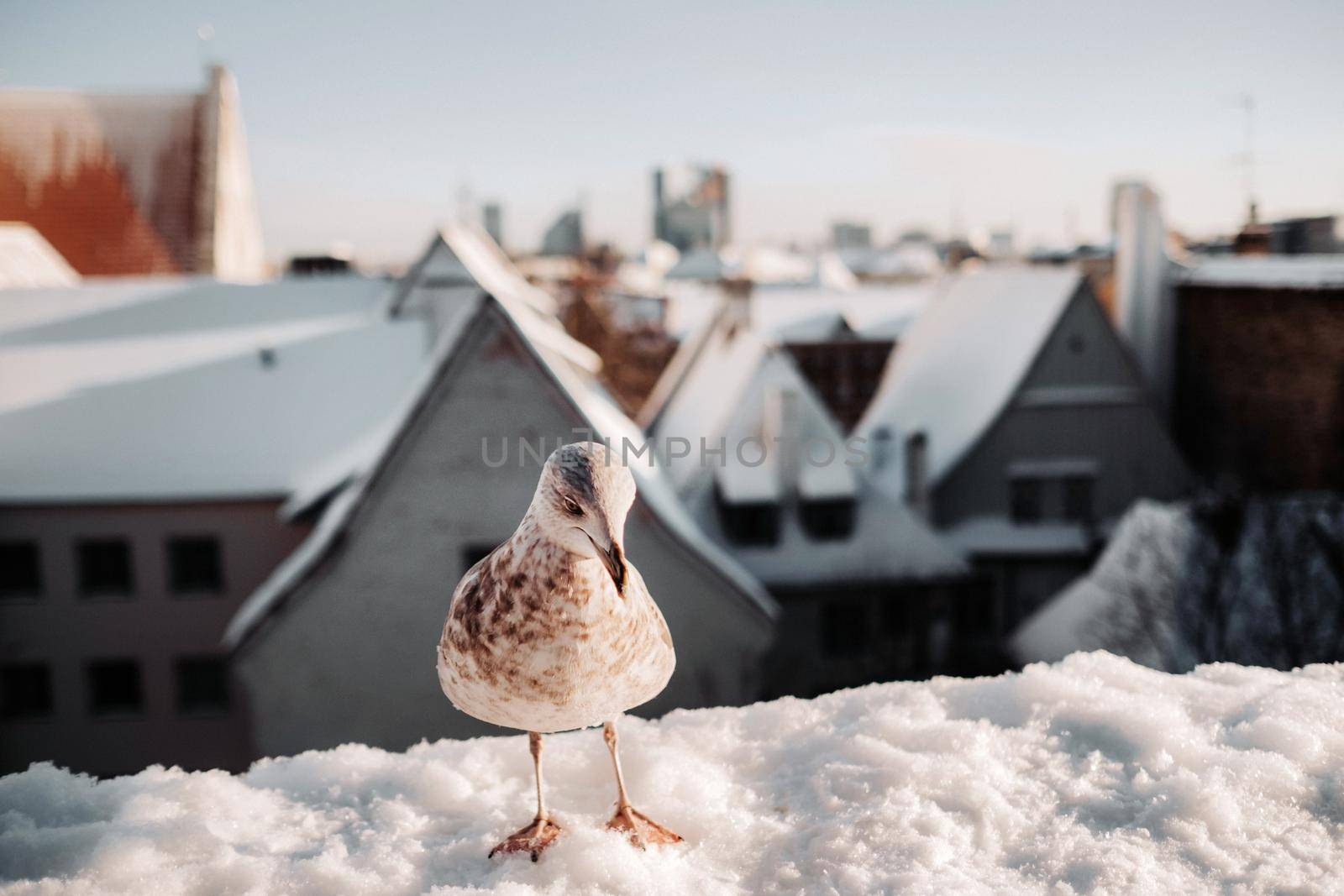 Seagull with winter Tallinn at the background, Estonia