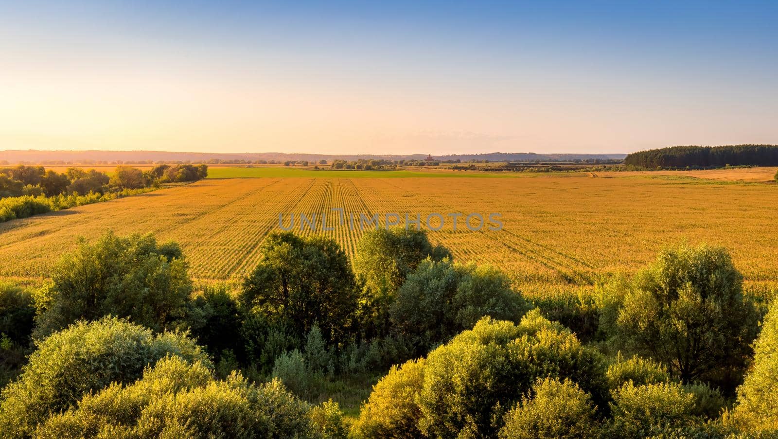 Top view of the corn field at sunset or sunrise with willow trees on a foreground. Rural landscape.