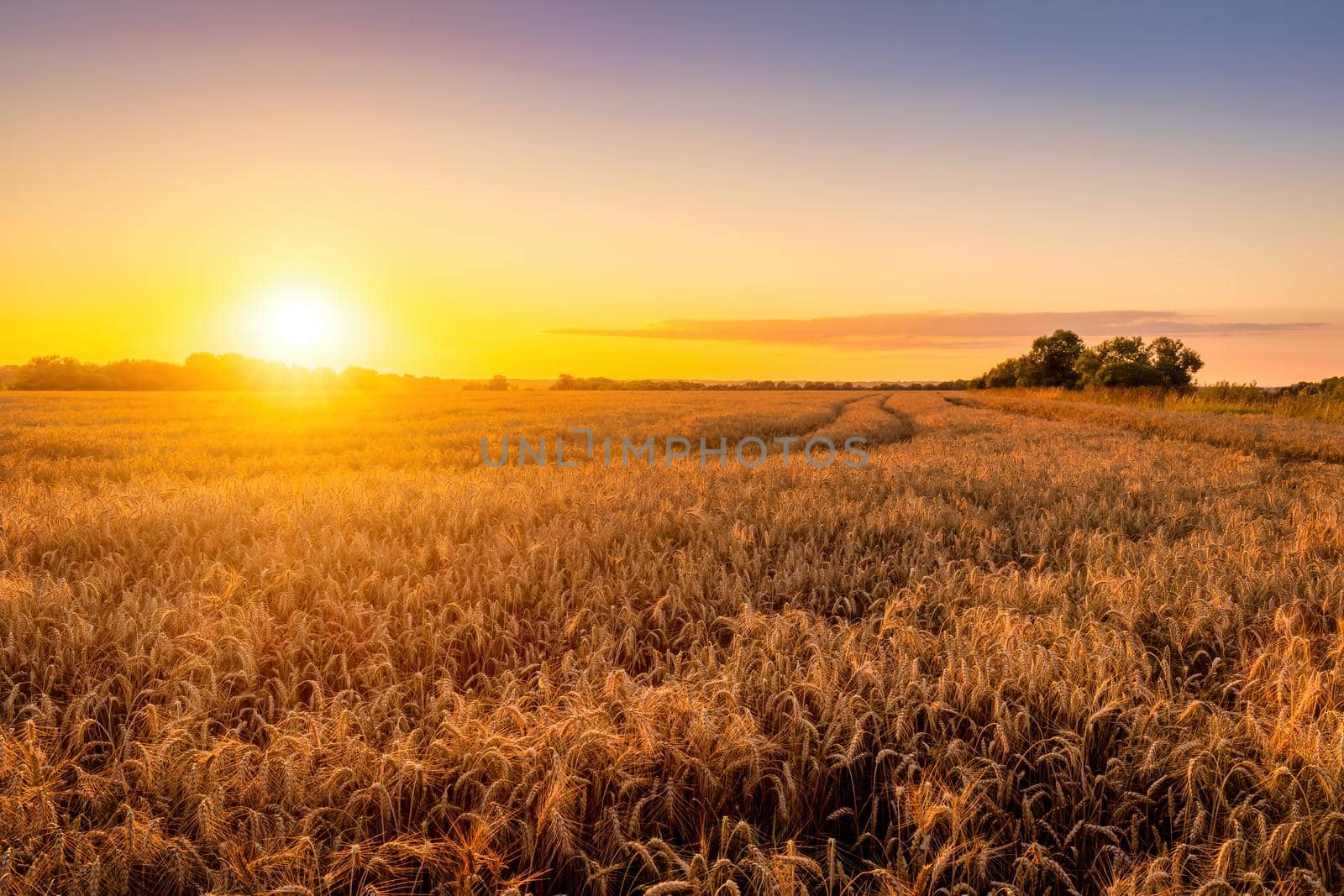 Sunset or sunrise in an agricultural field with ears of young golden rye on a sunny day. Rural landscape.