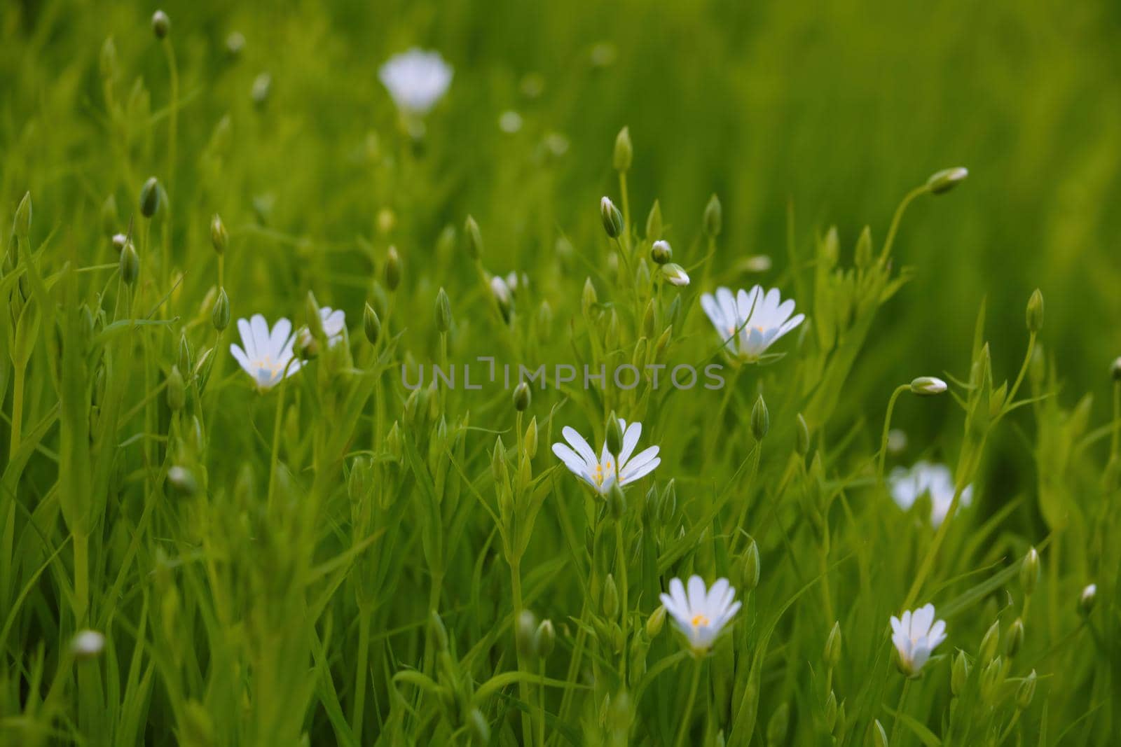 Beautiful flowering wildflowers in summer or spring