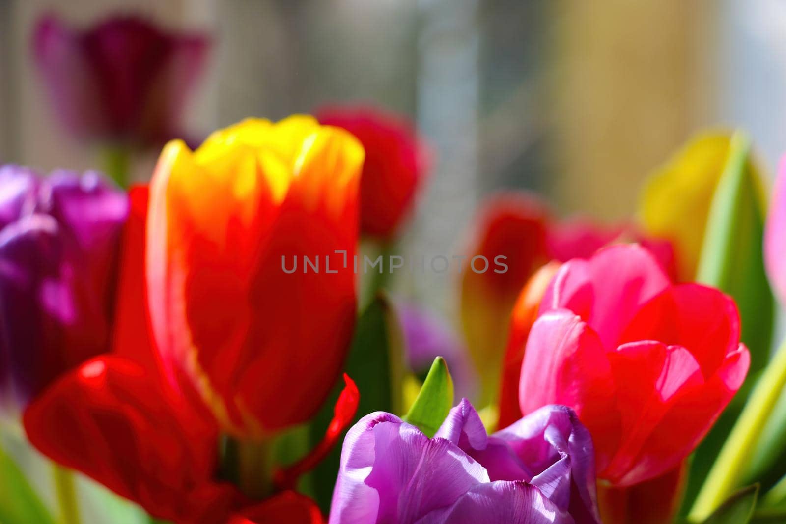 Blurred background, out of focus, a bouquet of flowering tulips. by kip02kas