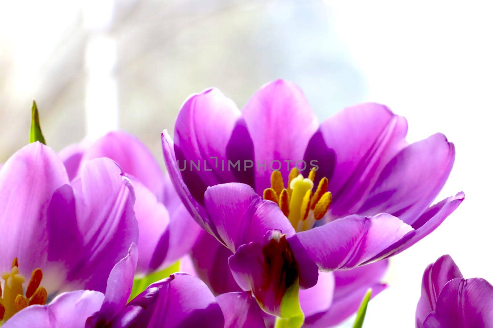 Close-up of a purple bouquet of tulips in a vase