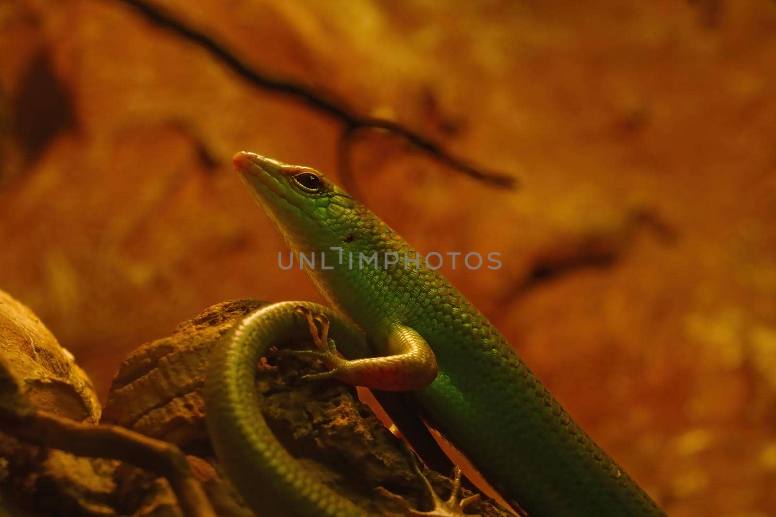 A green lizard sits on a rock in a park. by kip02kas