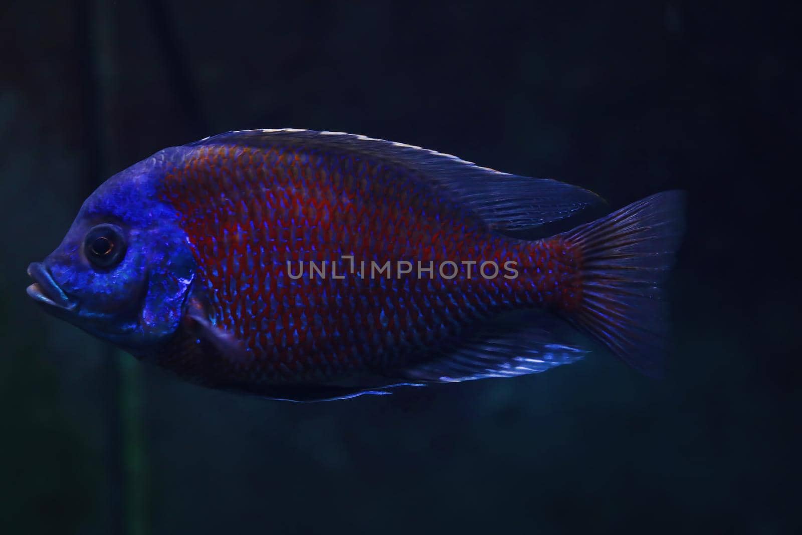 Beautiful dark fish swim in the aquarium