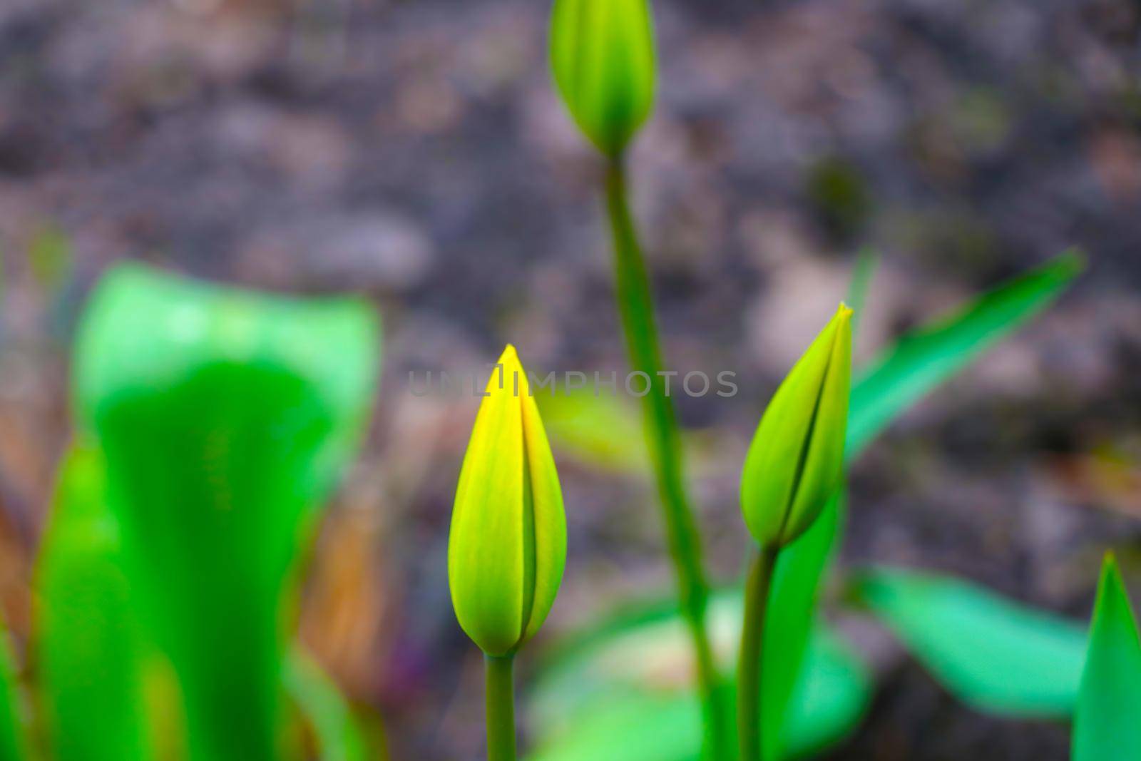 Blurred background, tulips begin to bloom in the park