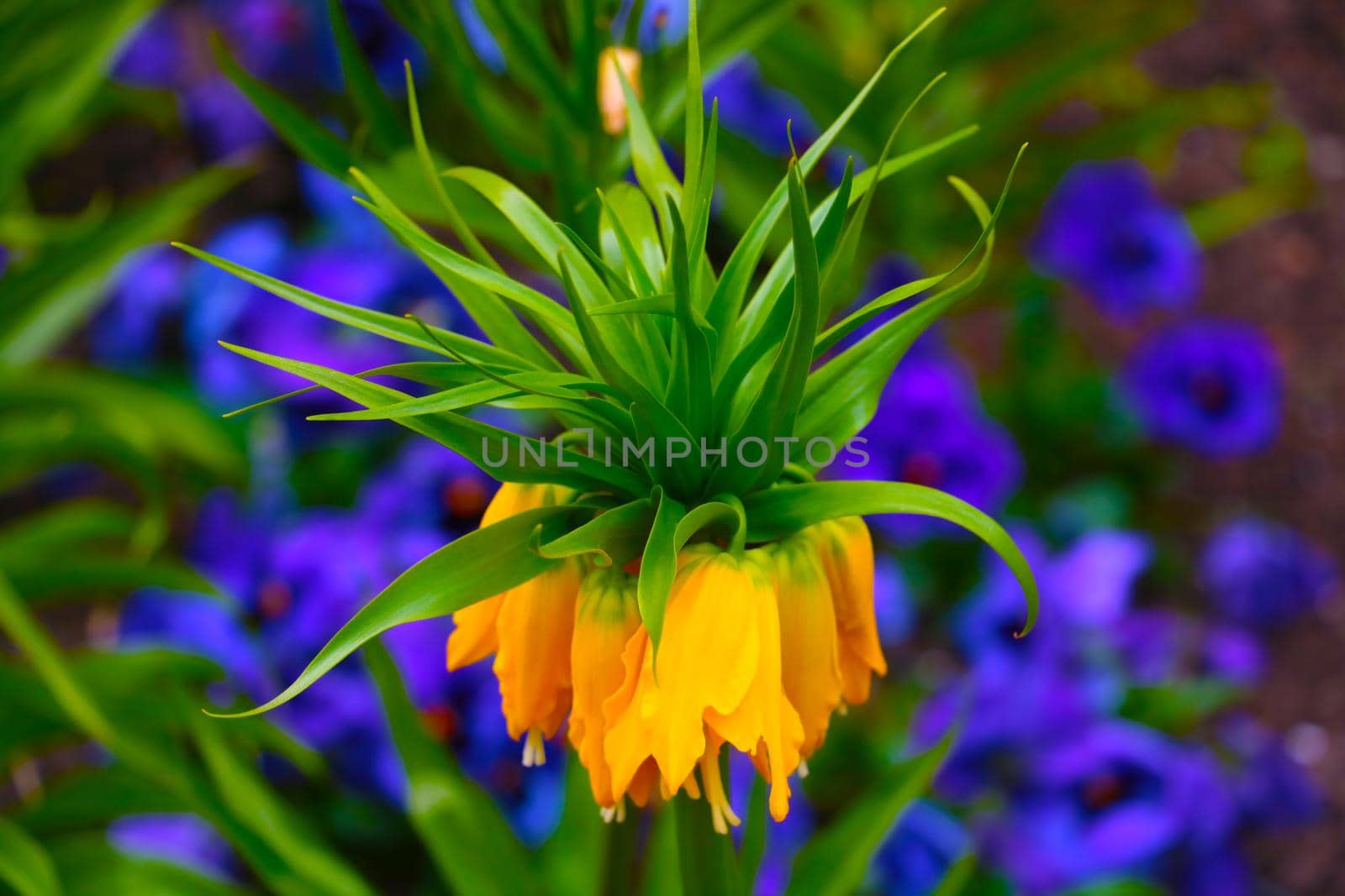 View of a blooming beautiful flower in the garden in the spring