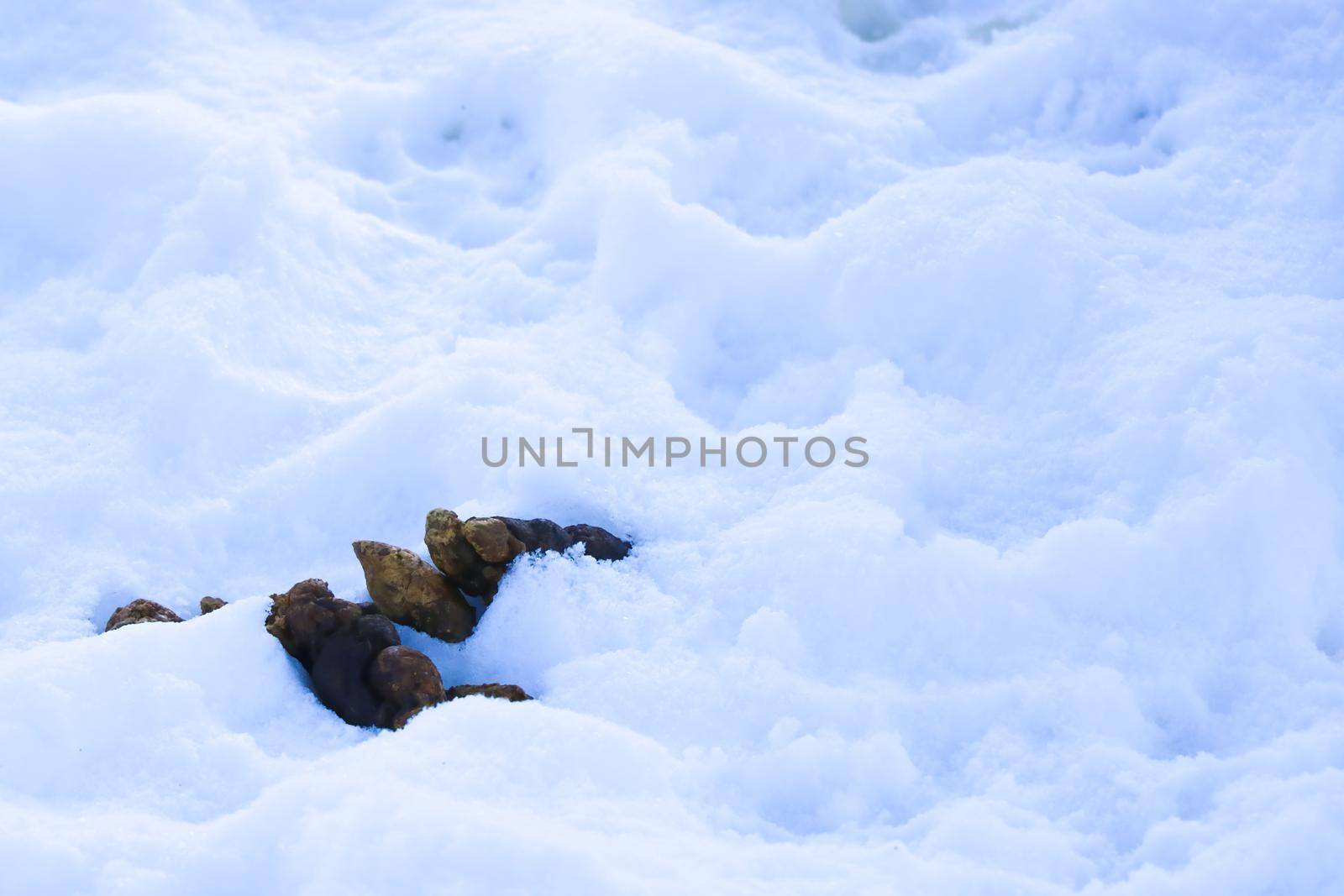 In the snow lie shit from a dog or a cat. Cleaning and caring for your pets