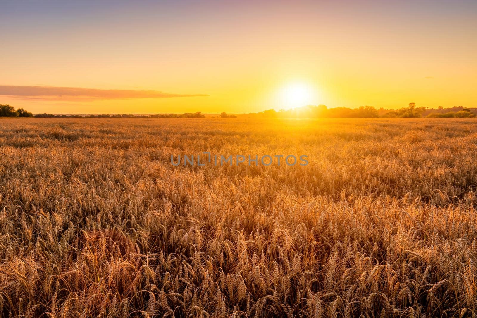 Sunset or sunrise in an agricultural field with ears of young golden rye on a sunny day. Rural landscape.