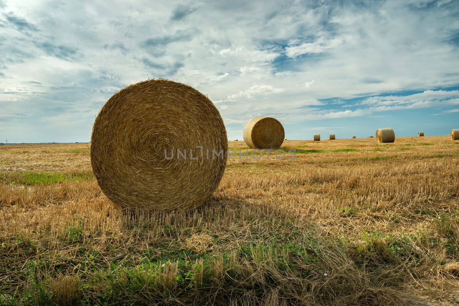 Round straw bales in the field in summer day