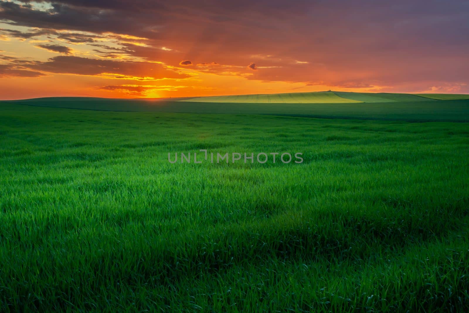 Colorful clouds during sunset and green fields, evening summer view