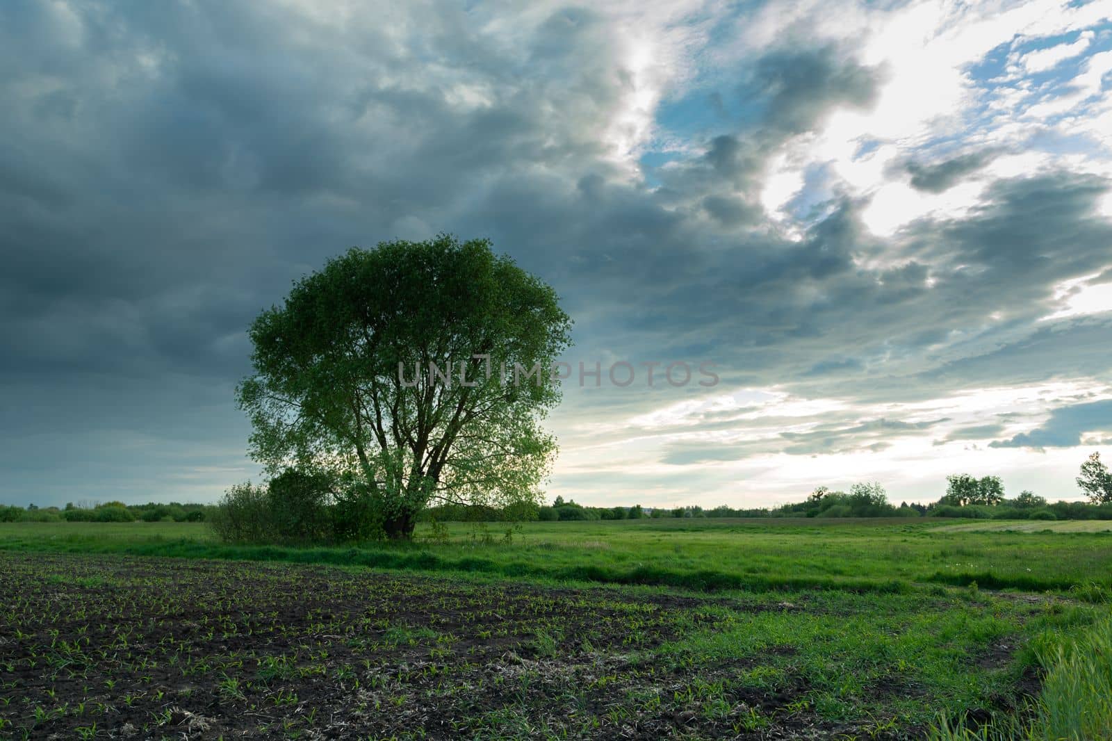 A farmland and a large tree, view on a cloudy day by darekb22